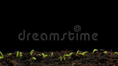 春分期<strong>生长</strong>植物，温室农业发芽新生豌豆